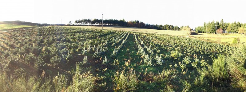 Mon beau sapin roi du Forez