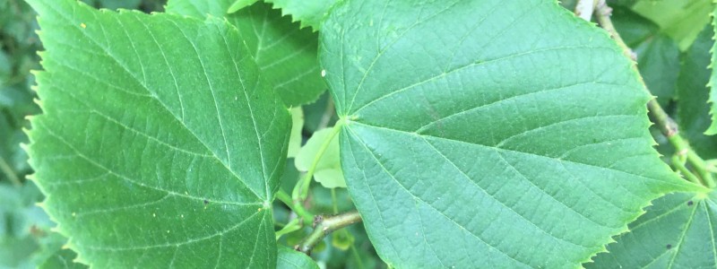 Tilleul à grandes feuilles