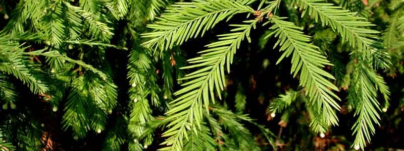 Sequoia toujours vert