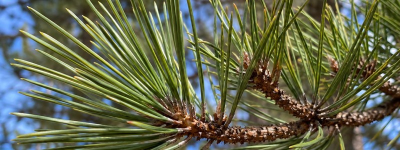 Pin à bois lourd ( pondéreux)